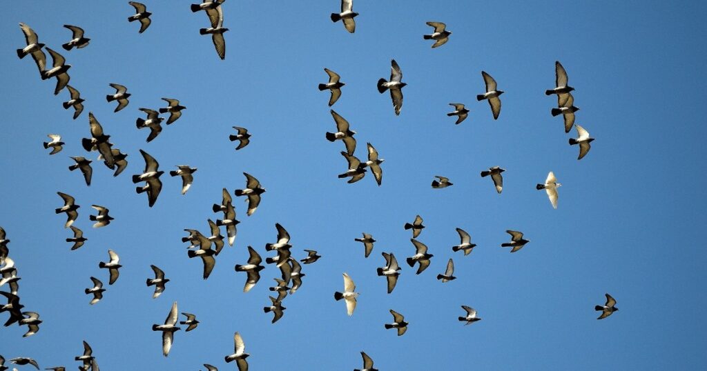 外壁の鳥のフンは掃除が必要！